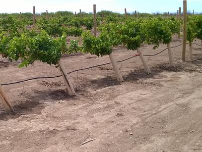 Vineyard slide 1