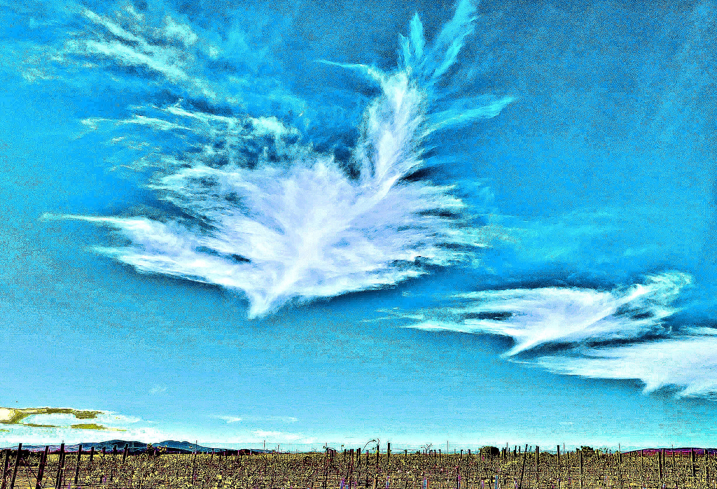Angels flying over Hofmann Vineyards — December 20
